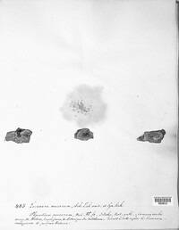 Lecanora sinuosa image